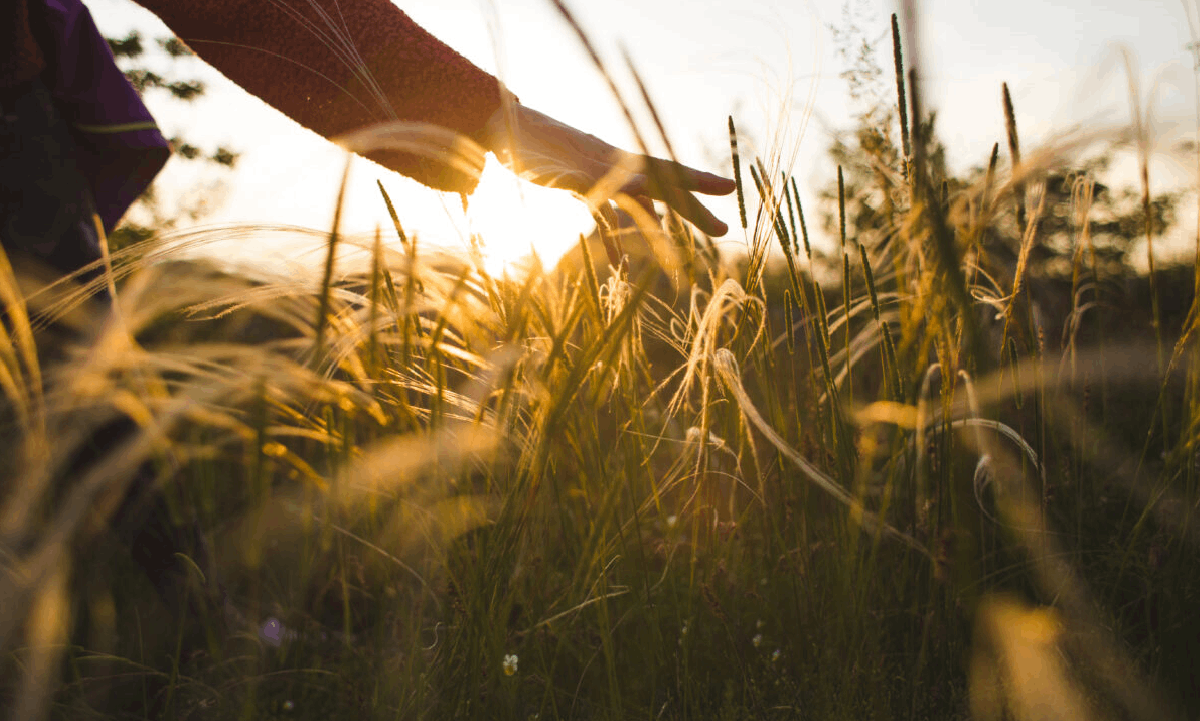 What to Expect on the Day of the Funeral A hand gently brushing through tall grass in warm golden sunlight at sunset.